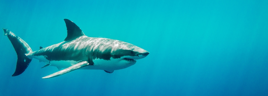 Great white shark swimming in the ocean